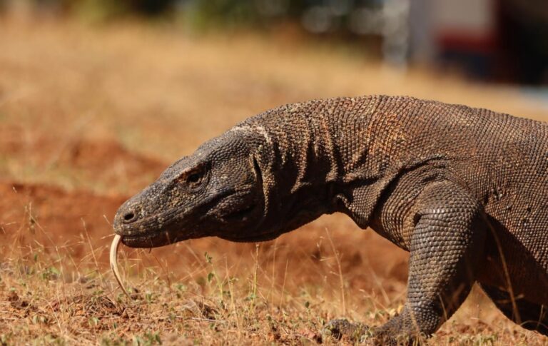 Komodo Trip 4 Days 3 Nights